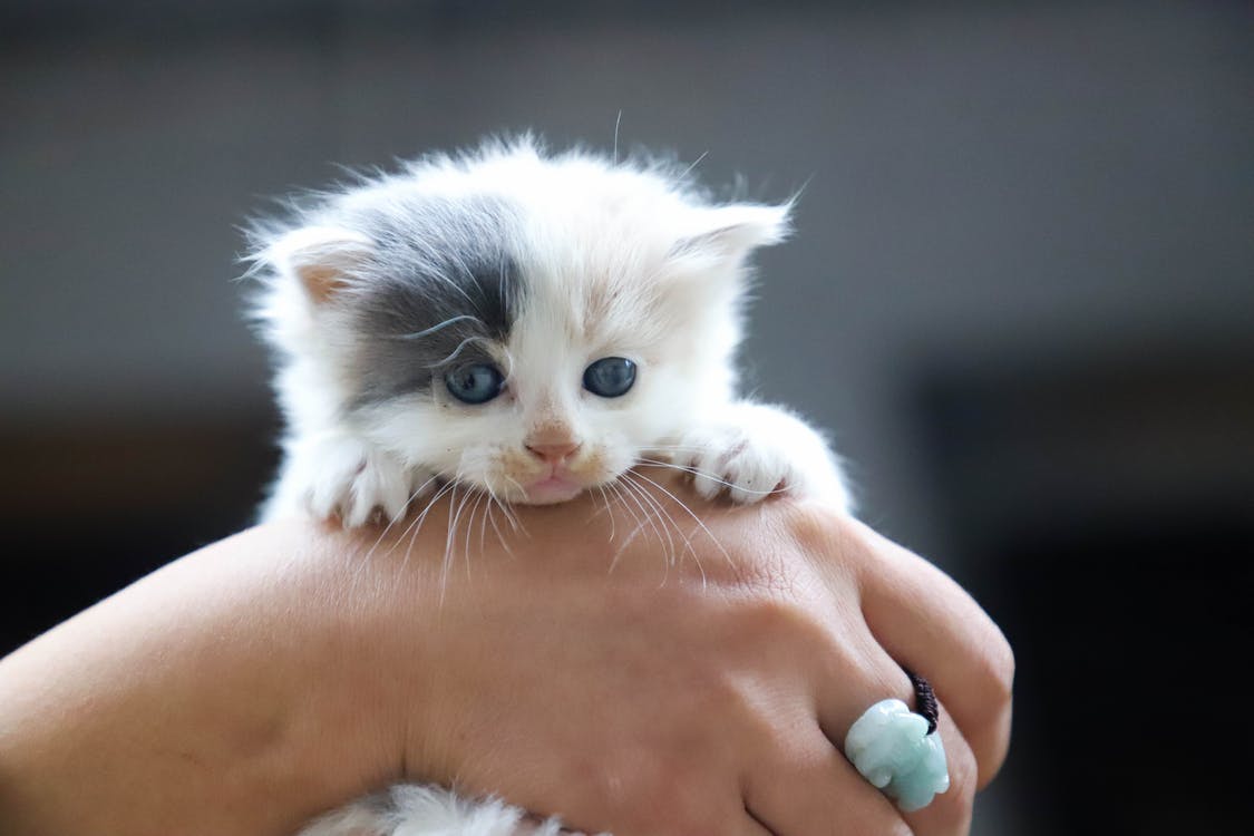 Котенца срещу шестици: вече е възможно!