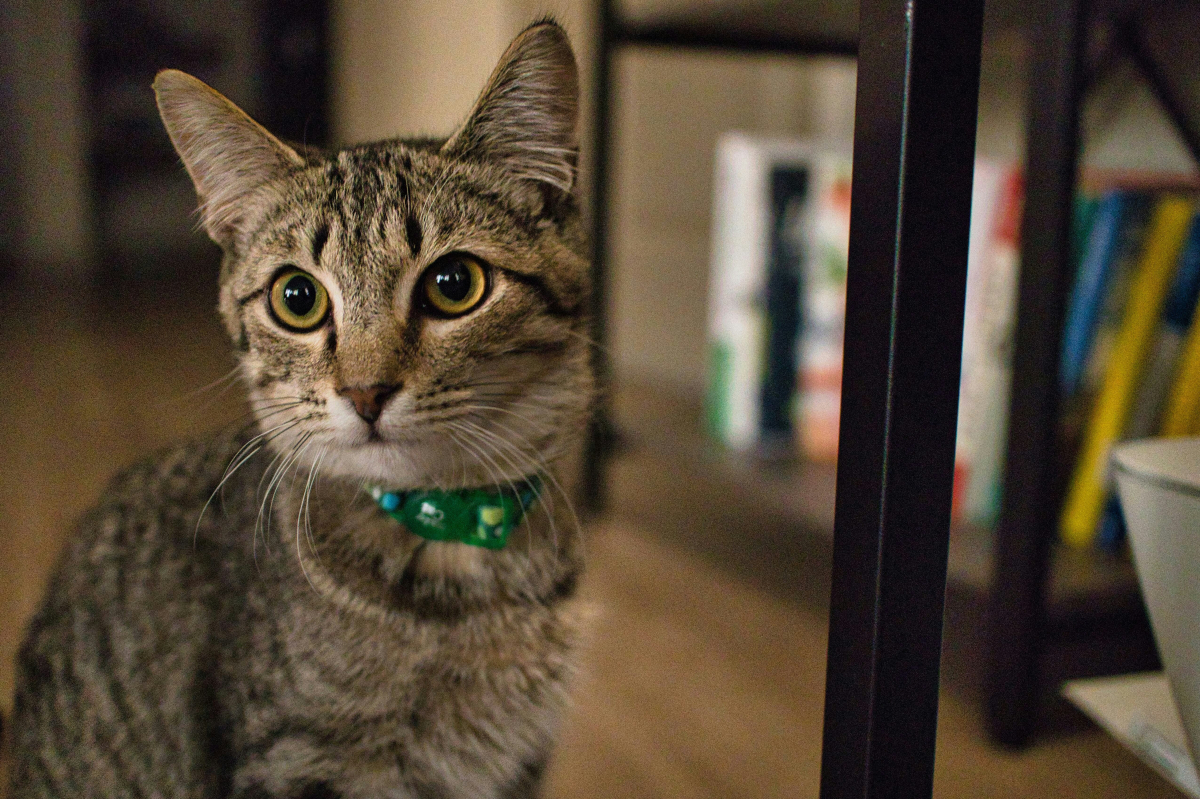 Чело коте книжки...