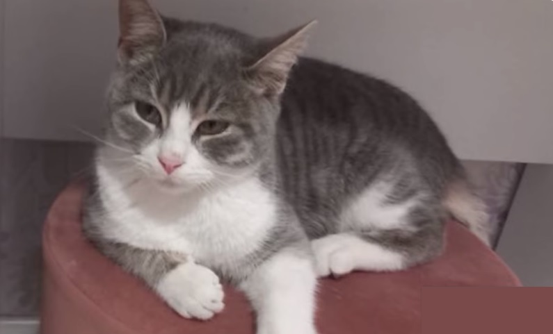 Котка спаси дете от пожар