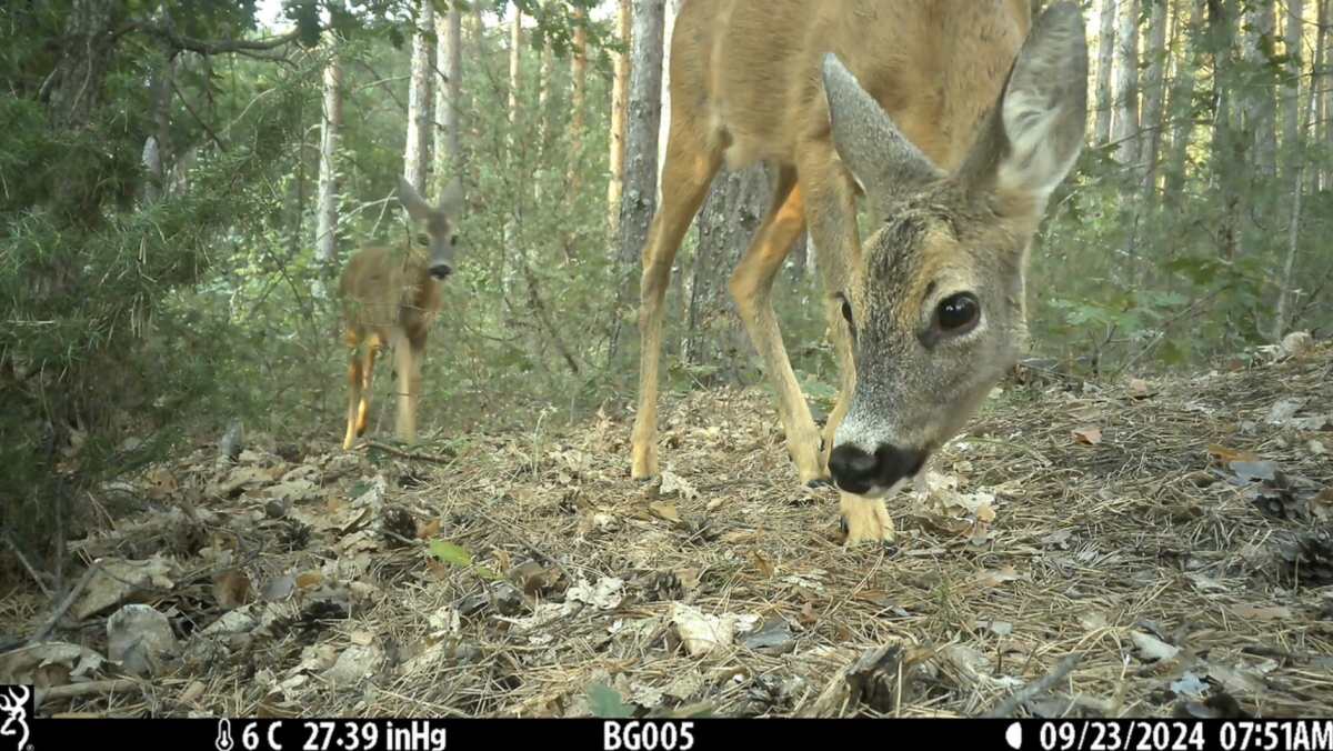 Стопкадър от камерите на природозащитниците. https://www.wwf.bg