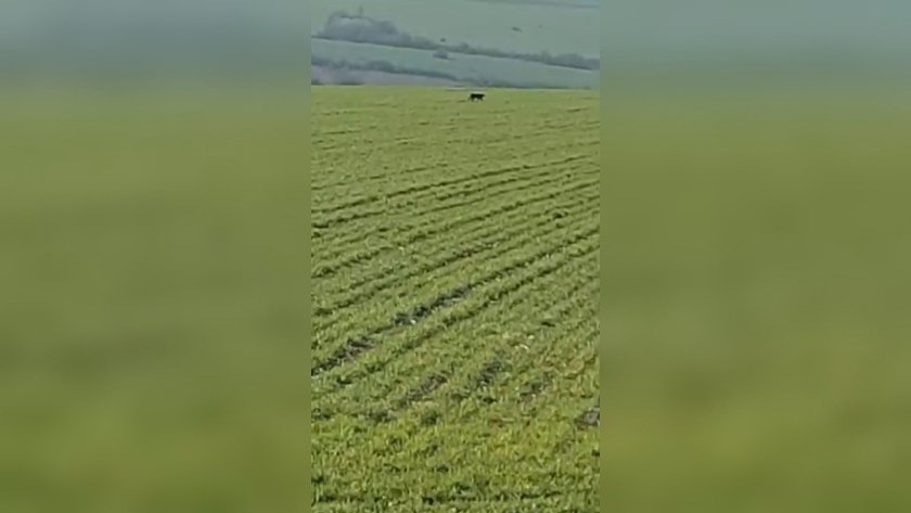 Стопкадър: БНТ
