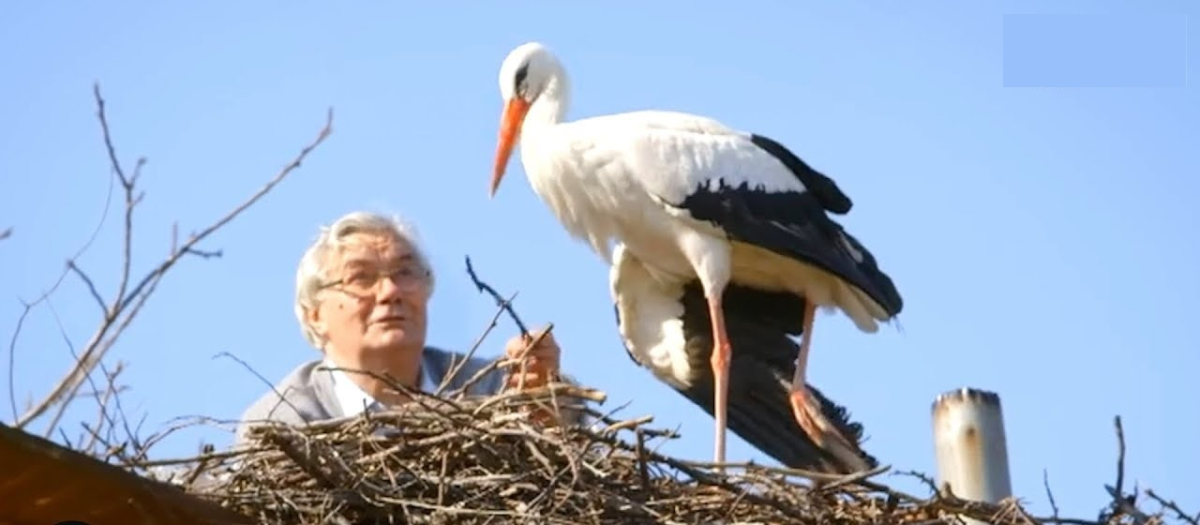 Любовната история на два щъркела