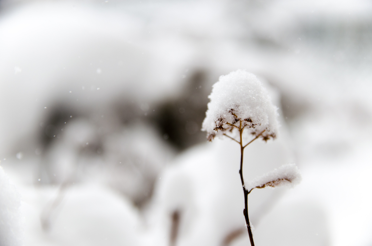 Снимка: Hide Obara (Unsplash)