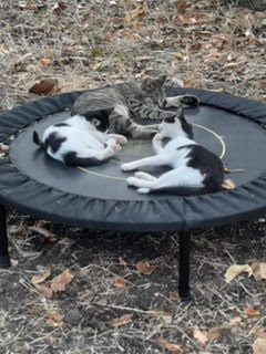 Моето котешко лято