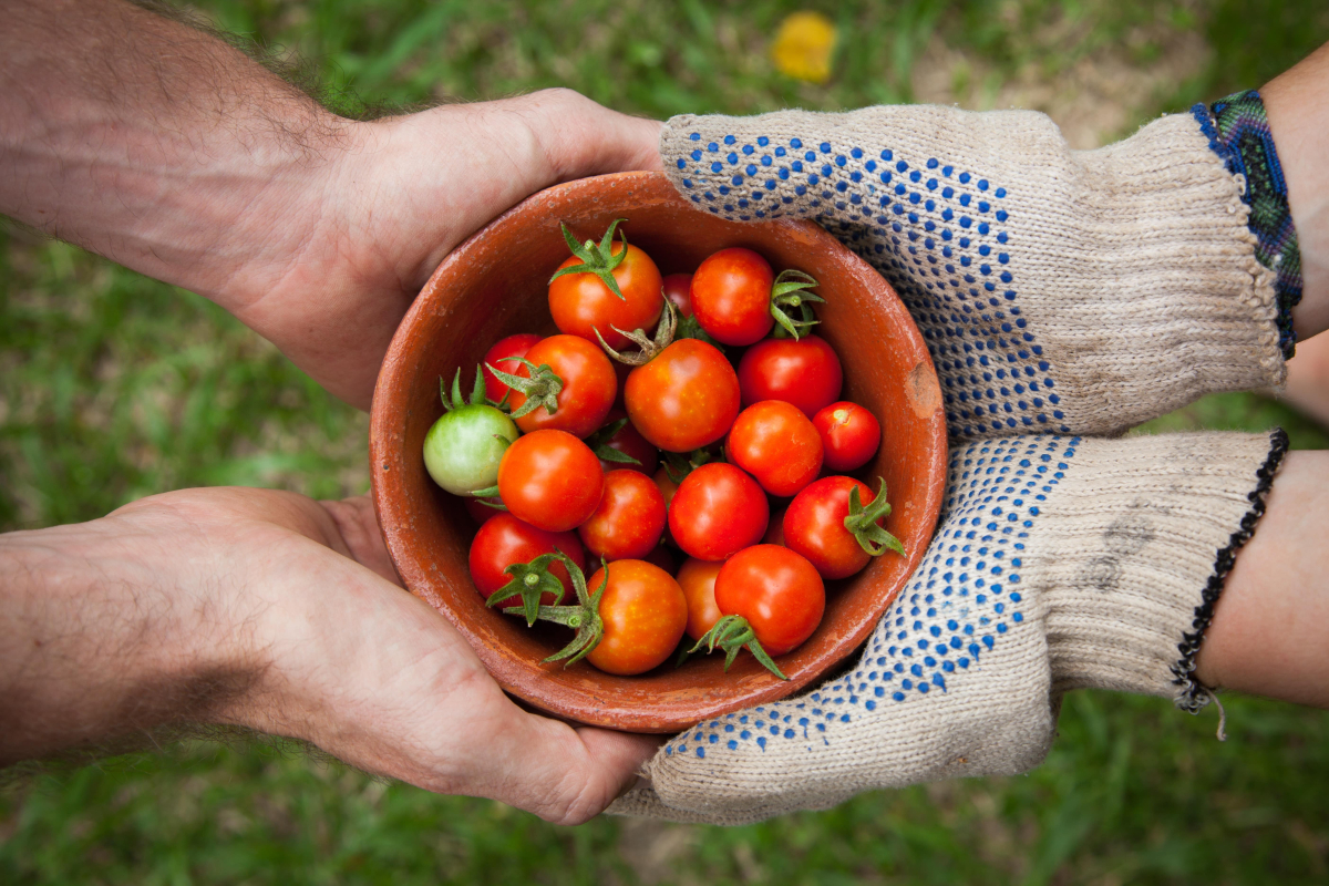 Изкуството да отгледаш вкусен домат Източник: elaine casap via unsplash